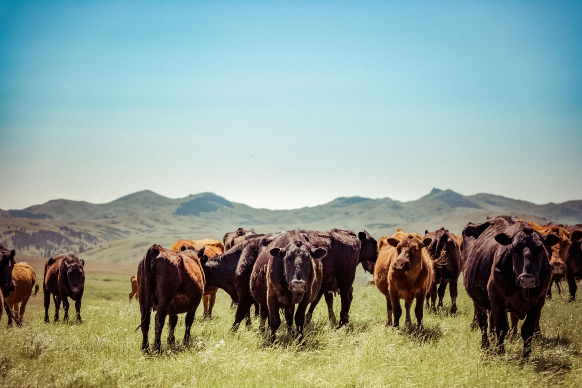 Cattle grazing on a grassy field landscape.