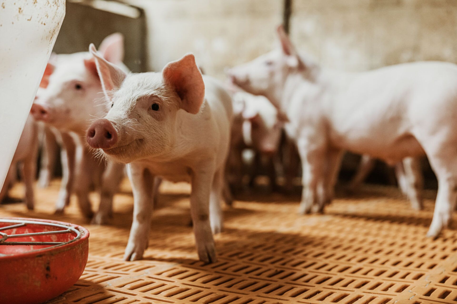 Piglets in a barn on slatted flooring.