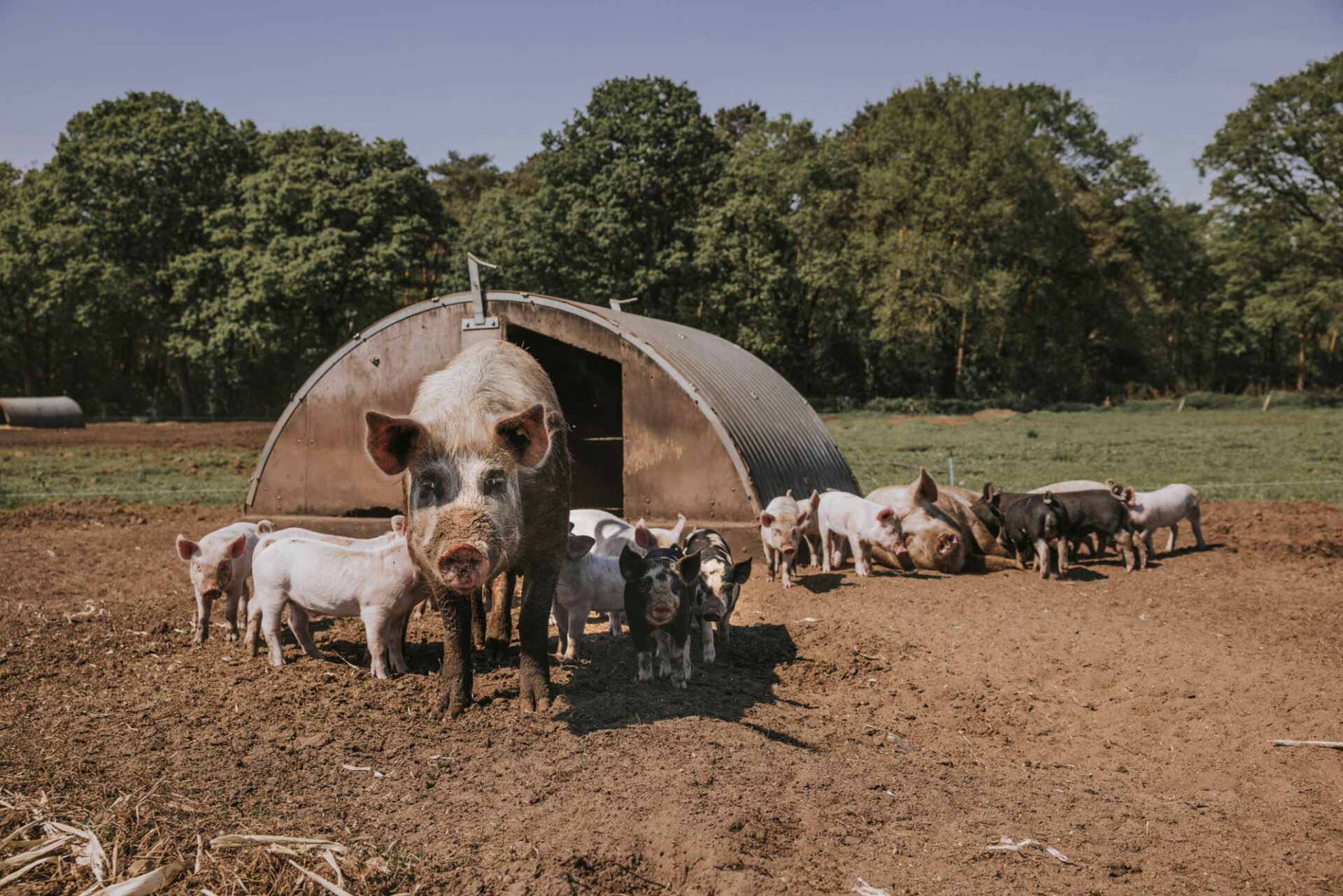 Pigs and piglets near a metal shelter.