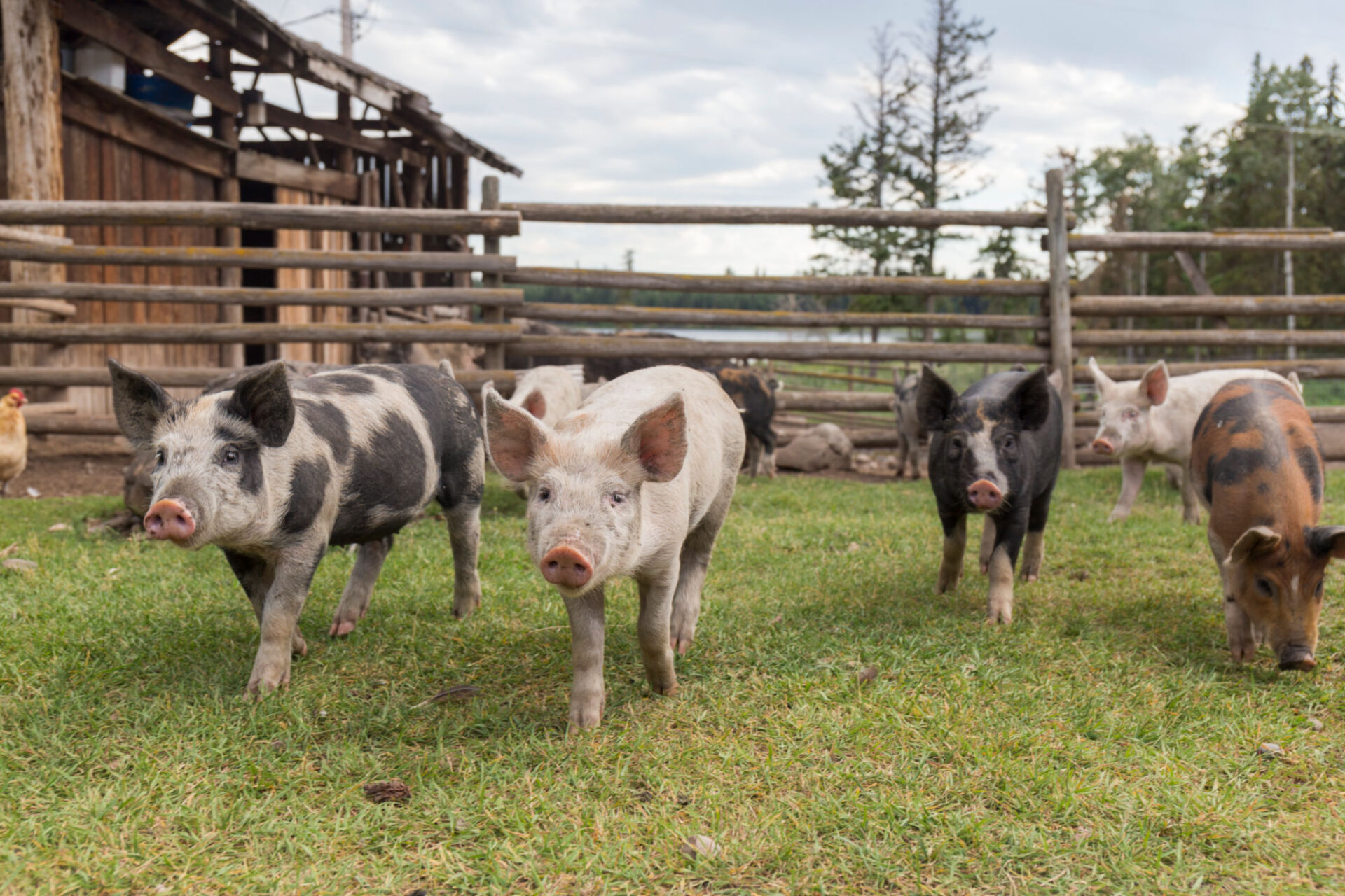 Piglets walking on grass near wooden fence.