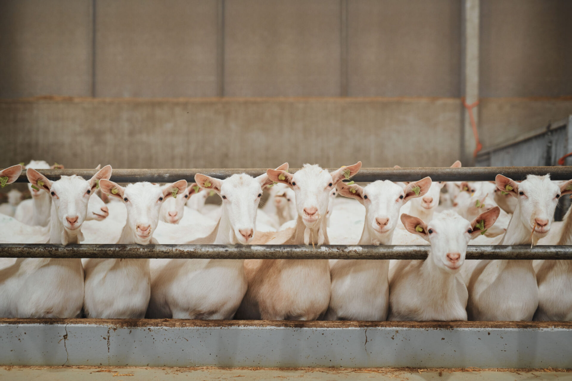 White goats lined up behind a fence.