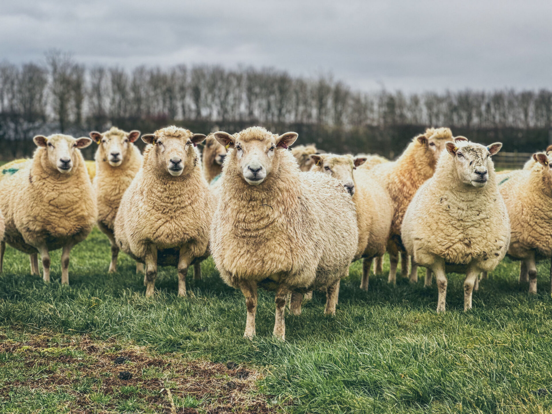 Sheep standing on green field, overcast sky.