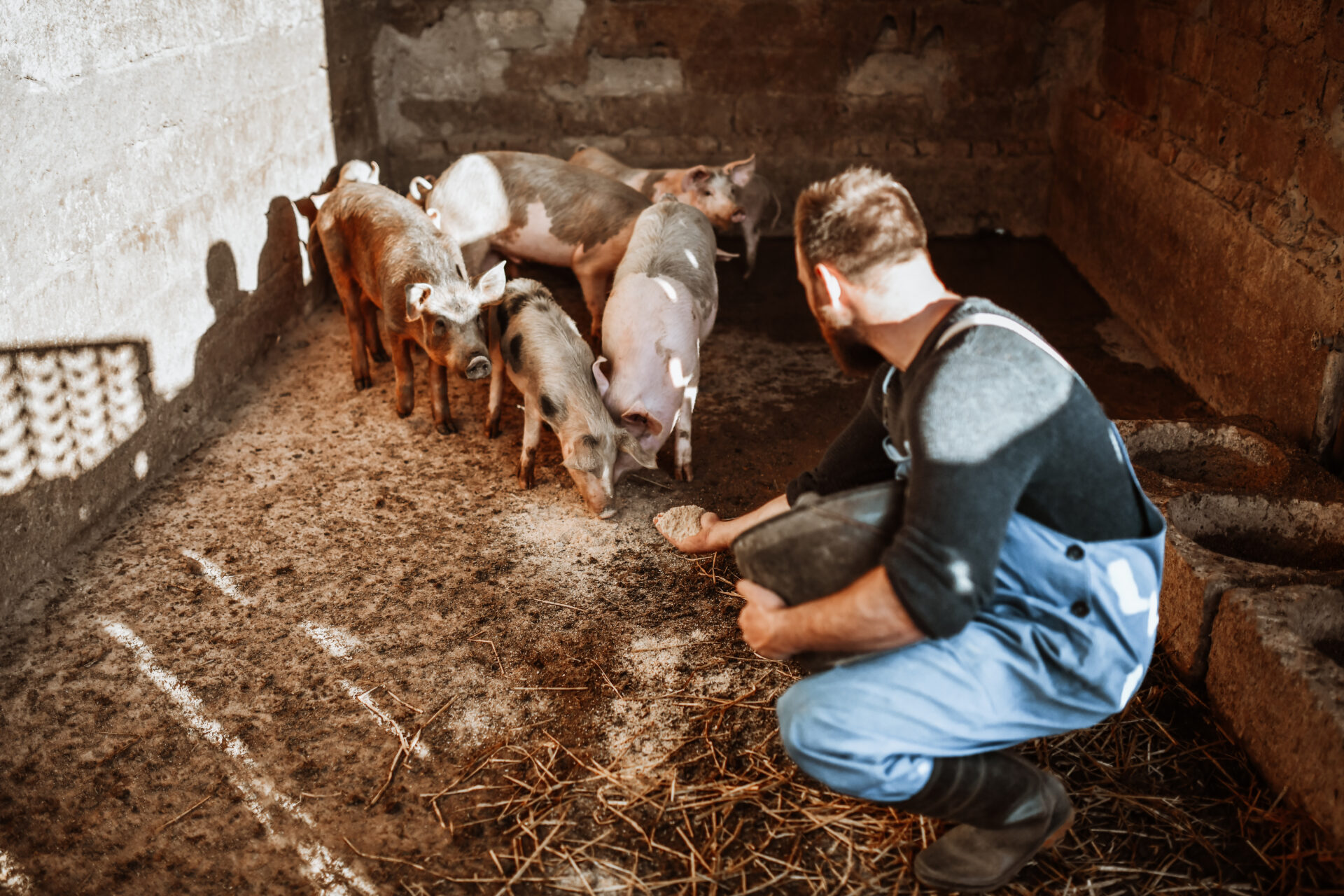Farmer feeding pigs in a barn.